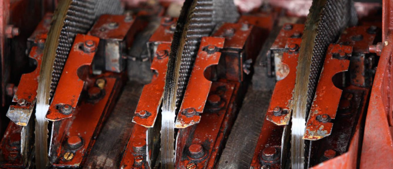Coffee beans drying on raised beds.